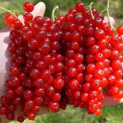 Смородина красная РЕД ПУЛ  Смородина красная РЕД ПУЛ в Ростове-на-Дону