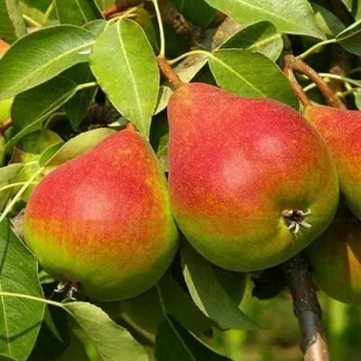 Саженцы груши оптом  Саженцы груши оптом в Ростове-на-Дону