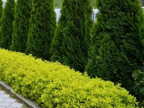 Лучшие хвойные растения в дизайне сада