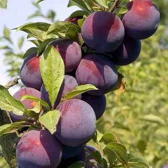 Поздняя  Поздняя в Ростове-на-Дону