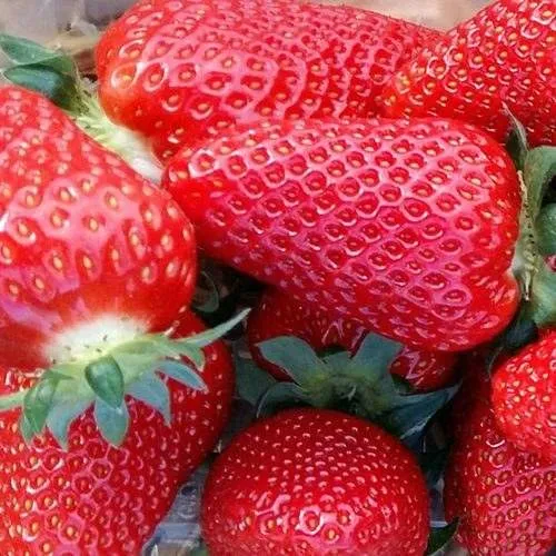 Клубника АМИ в Ростове-на-Дону