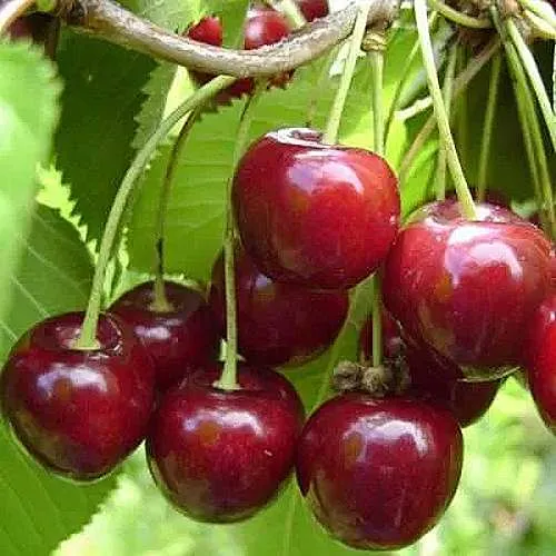 Вишня ХАРИТОНОВСКАЯ в Ростове-на-Дону