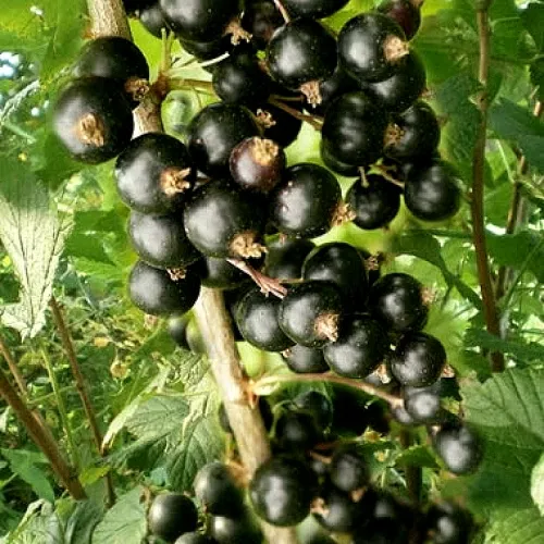 Смородина черная БЕН ТИРЕН  Смородина черная БЕН ТИРЕН в Ростове-на-Дону