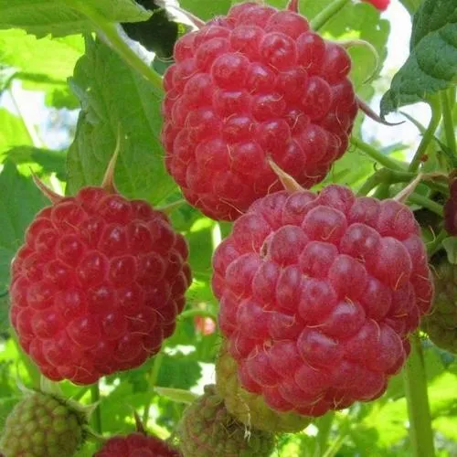 Малина НОВОСТЬ КУЗЬМИНА  в Ростове-на-Дону