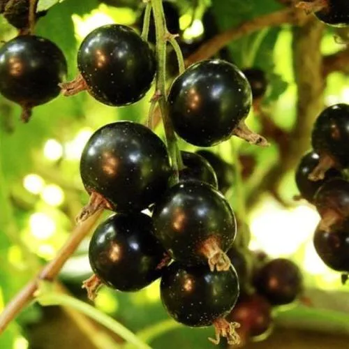 Смородина чёрная НАРА  Смородина чёрная НАРА в Ростове-на-Дону