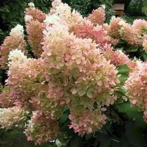 Гортензия ФАНТОМ метельчатая  Гортензия ФАНТОМ метельчатая в Ростове-на-Дону