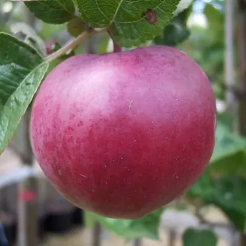 Яблоня НОРИС  Яблоня НОРИС в Ростове-на-Дону