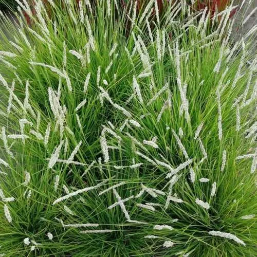 Сейслерия ОСЕННЯЯ  Сейслерия ОСЕННЯЯ в Ростове-на-Дону