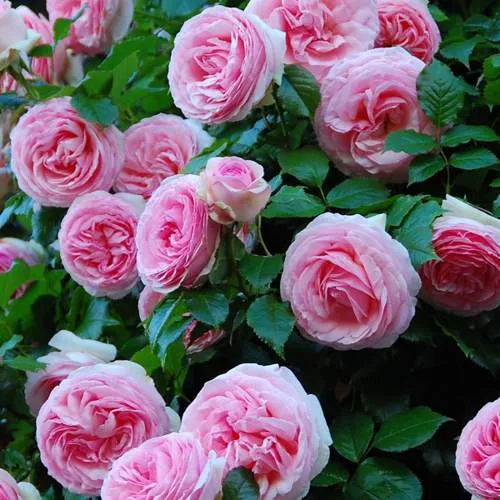 Саженцы роз ПЬЕР ДЕ РОНСАР плетистая  Саженцы роз ПЬЕР ДЕ РОНСАР плетистая в Ростове-на-Дону