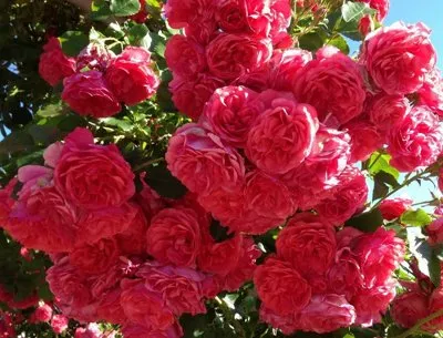 Немецкие розы.jpeg Немецкие розы.jpeg