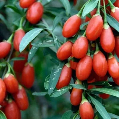 Годжи NEW BIG  Годжи NEW BIG в Ростове-на-Дону