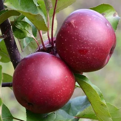 Красномясая  Красномясая в Ростове-на-Дону