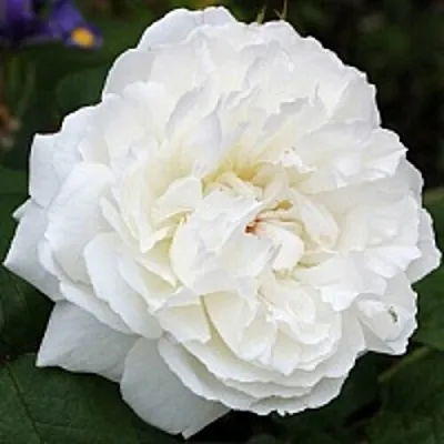 Саженцы роз ВИНЧЕСТЕР КАФЕДРАЛ английская  Саженцы роз ВИНЧЕСТЕР КАФЕДРАЛ английская в Ростове-на-Дону