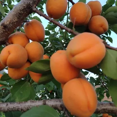 Абрикос ГОЛД РИЧ  Абрикос ГОЛД РИЧ в Ростове-на-Дону