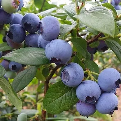 Голубика БЛЮГОЛД  Голубика БЛЮГОЛД в Ростове-на-Дону
