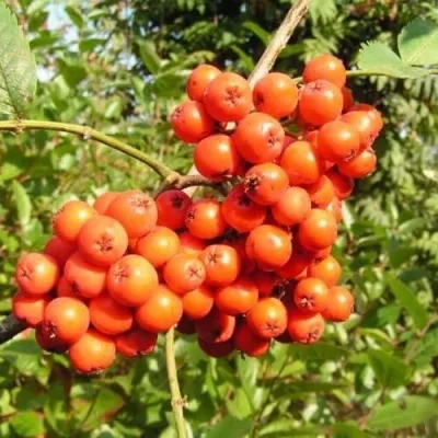 Рябина КОНЦЕНТРА сладкоплодная — описание сорта Рябина КОНЦЕНТРА сладкоплодная в Ростове-на-Дону