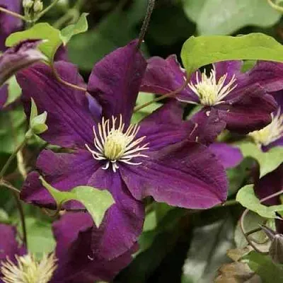 Клематис ГЕРОИ ВАРШАВЫ  Клематис ГЕРОИ ВАРШАВЫ в Ростове-на-Дону