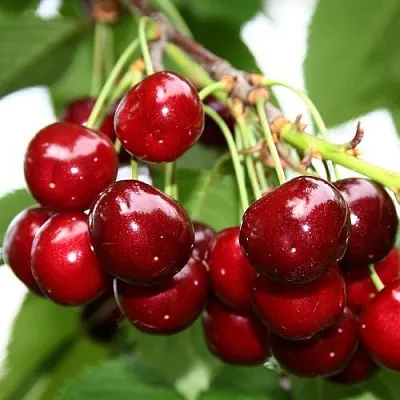 Черешня МИНЧАНКА  Черешня МИНЧАНКА в Ростове-на-Дону