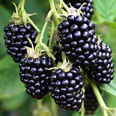 саженцы ежевики саженцы ежевики