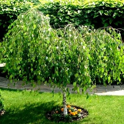 Береза  Береза в Ростове-на-Дону