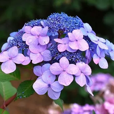 Гортензия ЭНДЛЕСС САММЕР ТВИСТ ЭНД ШАУТ крупнолистная  Гортензия ЭНДЛЕСС САММЕР ТВИСТ ЭНД ШАУТ крупнолистная в Ростове-на-Дону
