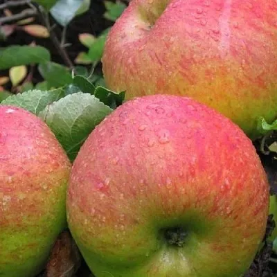 Яблоня ЯБЛОЧНЫЙ СПАС  Яблоня ЯБЛОЧНЫЙ СПАС в Ростове-на-Дону