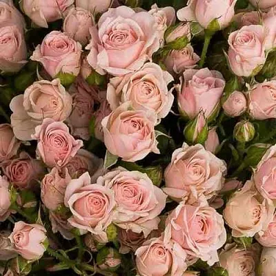 Саженцы роз ОДИЛЛИЯ спрей  Саженцы роз ОДИЛЛИЯ спрей в Ростове-на-Дону