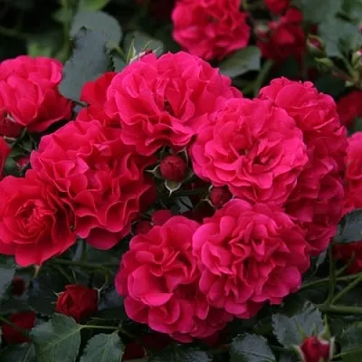 Саженцы роз РАДОСТЬ САДОВНИКА (ГАРТЕН ФРОЙДЕ) почвопокровная  Саженцы роз РАДОСТЬ САДОВНИКА (ГАРТЕН ФРОЙДЕ) почвопокровная в Ростове-на-Дону