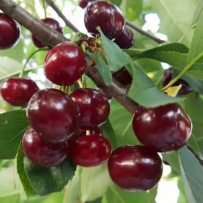 Дюк СЛАВЯНКА  Дюк СЛАВЯНКА в Ростове-на-Дону