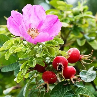 Шиповник   Шиповник  в Ростове-на-Дону