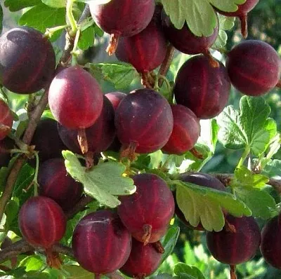 Крыжовник ХИННОМАКИ РОТ  Крыжовник ХИННОМАКИ РОТ в Ростове-на-Дону