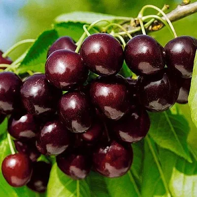 Черешня ВИТЯЗЬ  Черешня ВИТЯЗЬ в Ростове-на-Дону