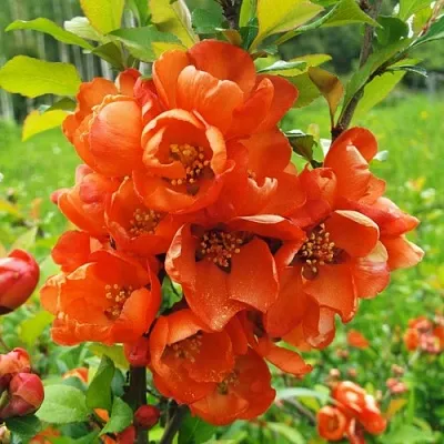 Айва японская  Айва японская в Ростове-на-Дону