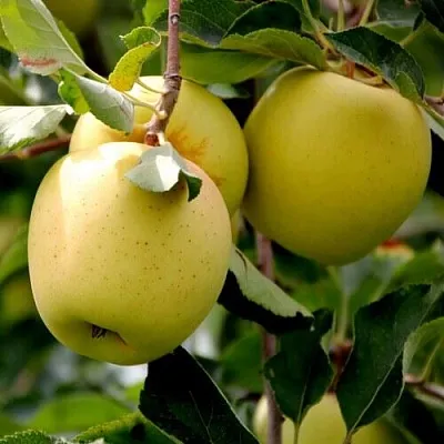 Яблоня ГОЛДЕН ВЛАДИМИРСКИЙ  Яблоня ГОЛДЕН ВЛАДИМИРСКИЙ в Ростове-на-Дону