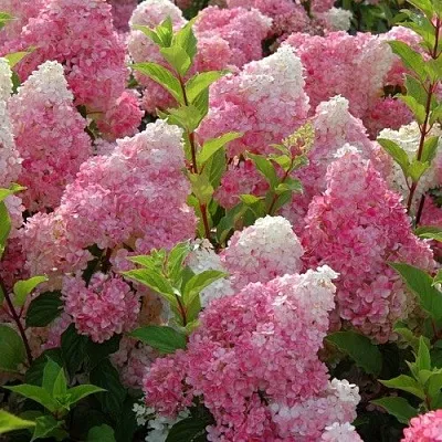 Гортензия МЕЛЬБА ФРАЙЗ метельчатая  Гортензия МЕЛЬБА ФРАЙЗ метельчатая в Ростове-на-Дону