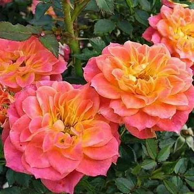 Саженцы роз МАНДАРИН миниатюрная  Саженцы роз МАНДАРИН миниатюрная в Ростове-на-Дону