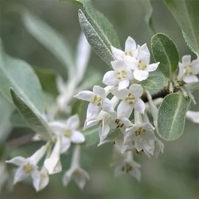 ЛОХ СЕРЕБРИСТЫЙ  ЛОХ СЕРЕБРИСТЫЙ в Ростове-на-Дону