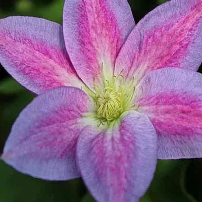 Клематис ЧЕЙНДЖ ОФ ХАРТ  Клематис ЧЕЙНДЖ ОФ ХАРТ в Ростове-на-Дону