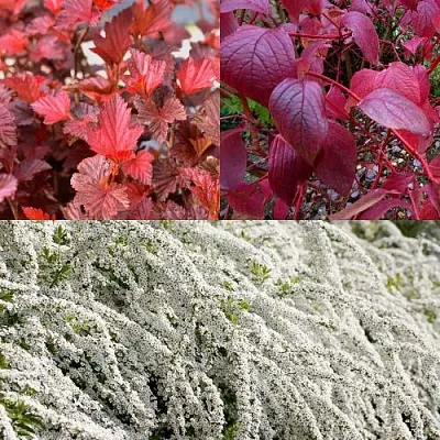 Комплект ЖИВАЯ ИЗГОРОДЬ в Ростове-на-Дону