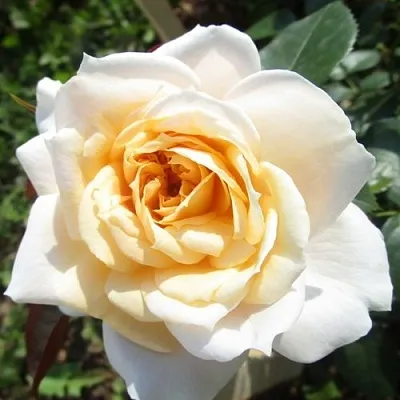 Саженцы роз ЛИОНС РОУЗ флорибунда  Саженцы роз ЛИОНС РОУЗ флорибунда в Ростове-на-Дону