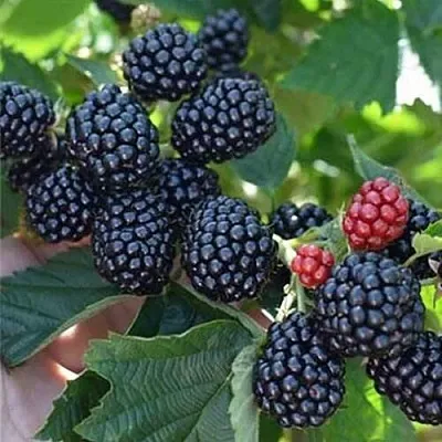 Ежевика ПОЛАР бесшипная  Ежевика ПОЛАР бесшипная в Ростове-на-Дону