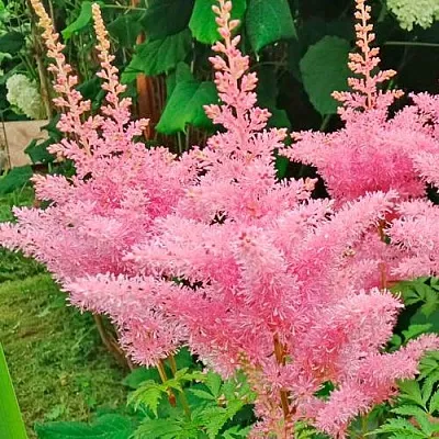 Астильба ЭДЕНС ОДИССЕЙ Арендса  Астильба ЭДЕНС ОДИССЕЙ Арендса в Ростове-на-Дону