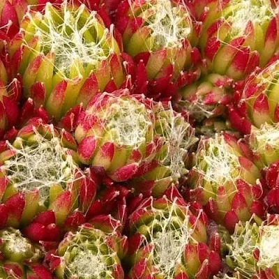 Молодило ХУКЕРА  Молодило ХУКЕРА в Ростове-на-Дону