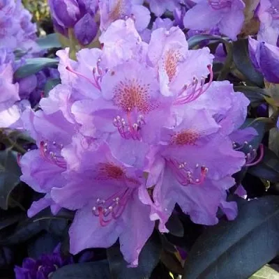 Рододендрон  Рододендрон в Ростове-на-Дону