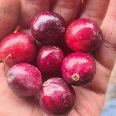 Клюква БАИН 6  Клюква БАИН 6 в Ростове-на-Дону