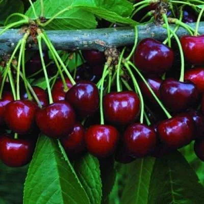 Черешня ВЕДА  Черешня ВЕДА в Ростове-на-Дону