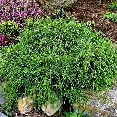 Кипарисовик ФИЛИФЕРА НАНА горохоплодный  Кипарисовик ФИЛИФЕРА НАНА горохоплодный в Ростове-на-Дону