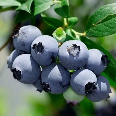 Голубика СИЕРРА  Голубика СИЕРРА в Ростове-на-Дону