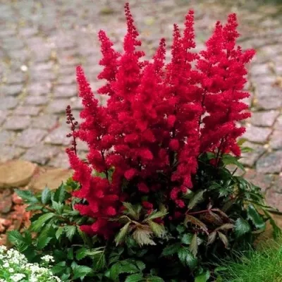 Астильба ГЛАТ Арендса — описание сорта Астильба ГЛАТ Арендса в Ростове-на-Дону