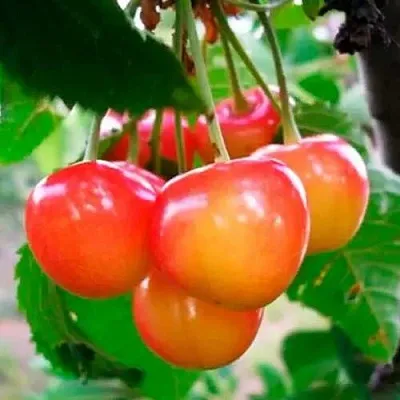 Черешня ДОНЧАНКА  Черешня ДОНЧАНКА в Ростове-на-Дону